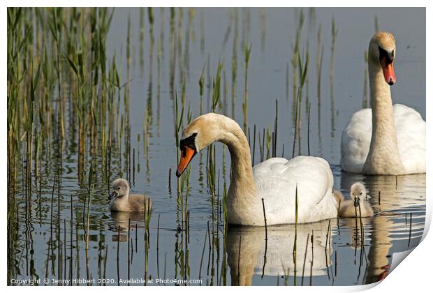 Family of Mute Swans Print by Jenny Hibbert