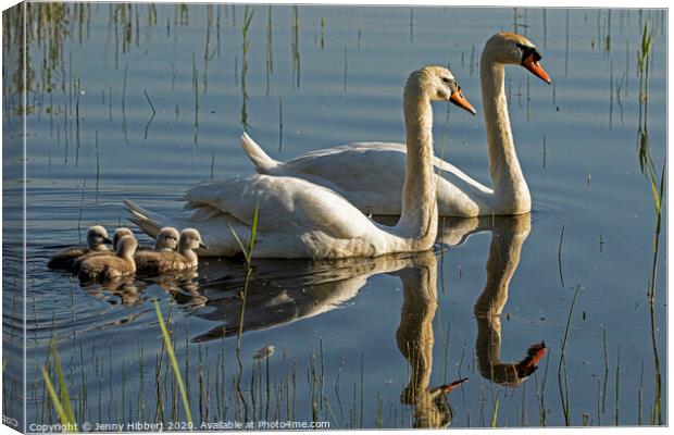 Mute Swans with cygnets  Canvas Print by Jenny Hibbert