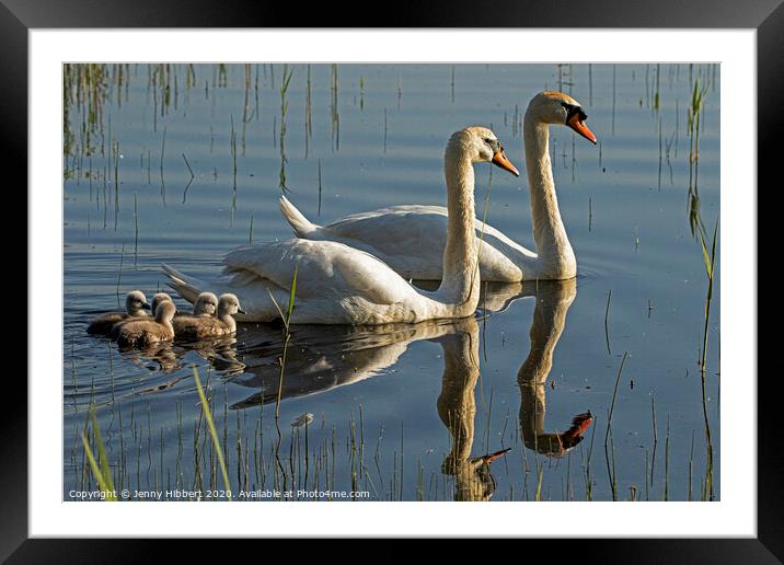Mute Swans with cygnets  Framed Mounted Print by Jenny Hibbert