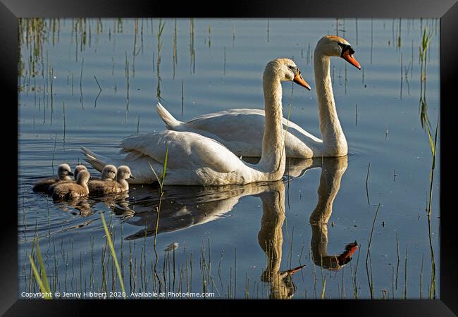 Mute Swans with cygnets  Framed Print by Jenny Hibbert