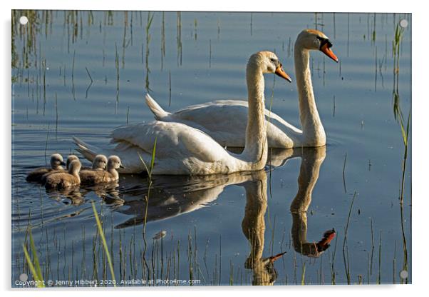 Mute Swans with cygnets  Acrylic by Jenny Hibbert