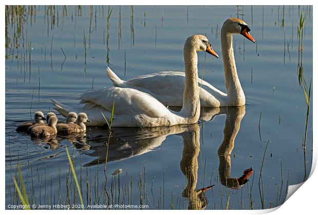 Mute Swans with cygnets  Print by Jenny Hibbert