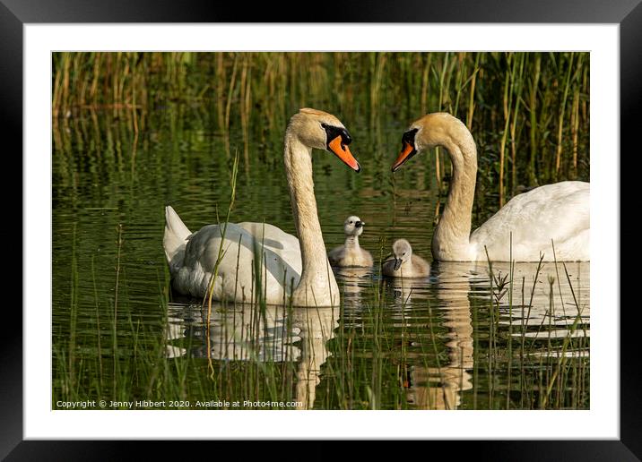 Mute Swans with their young cygnets Framed Mounted Print by Jenny Hibbert