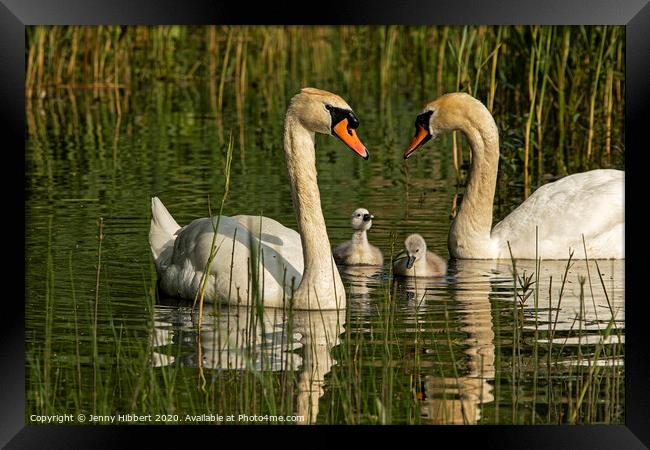 Mute Swans with their young cygnets Framed Print by Jenny Hibbert