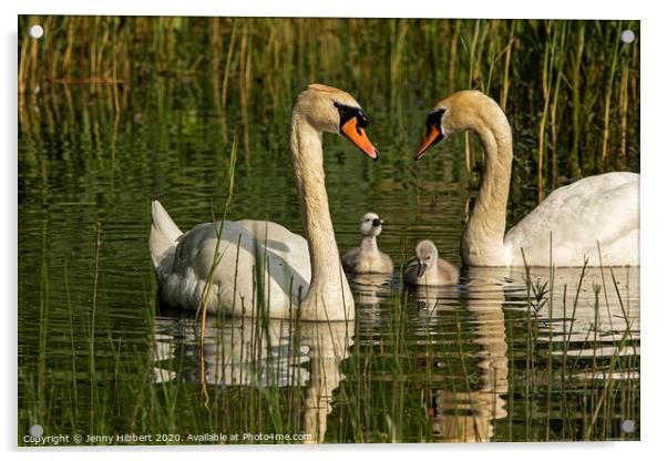 Mute Swans with their young cygnets Acrylic by Jenny Hibbert
