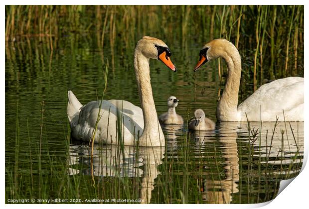 Mute Swans with their young cygnets Print by Jenny Hibbert