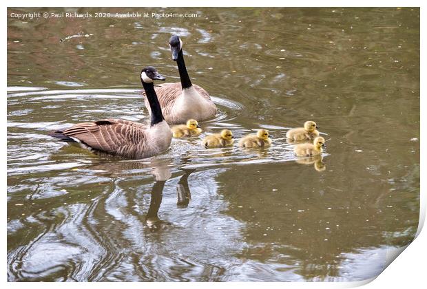Canada goose family Print by Paul Richards