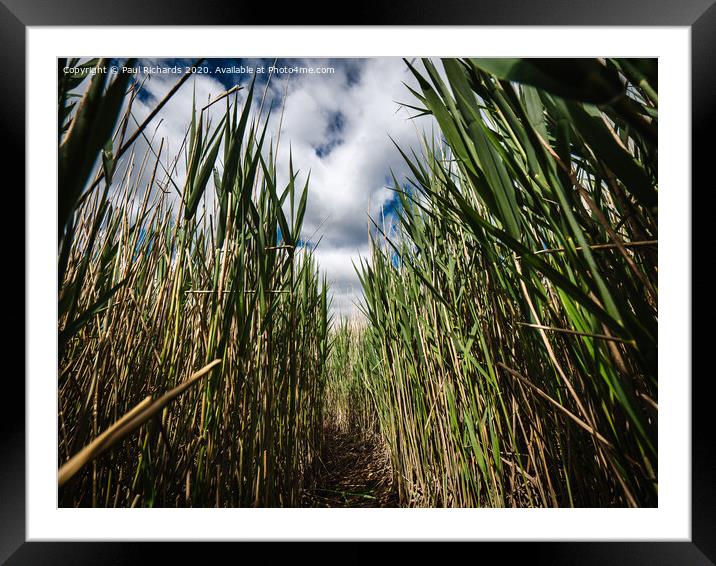 Walking through the reeds Framed Mounted Print by Paul Richards