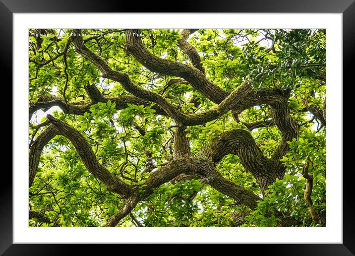 Wistmans Wood Framed Mounted Print by Paul Richards