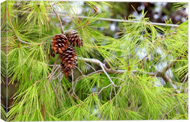Opened fir cones on a lush branch of a Mediterranean pine, close-up. Canvas Print by Sergii Petruk