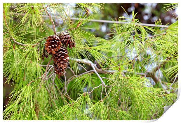 Opened fir cones on a lush branch of a Mediterranean pine, close-up. Print by Sergii Petruk