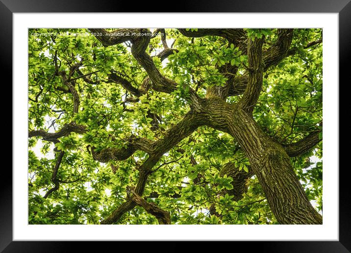 Wistmans Wood Framed Mounted Print by Paul Richards