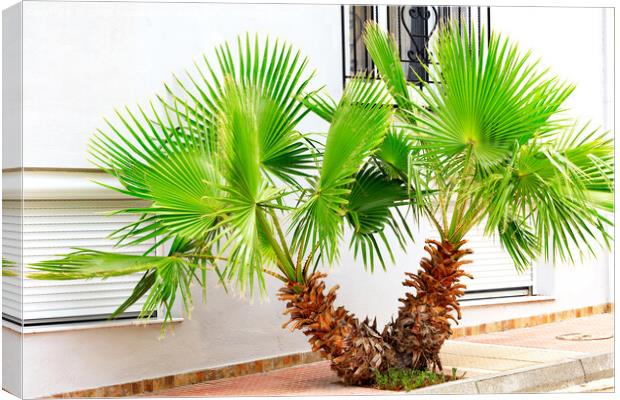 A beautiful, bright green young palm tree grows on a city sidewalk, against a white wall. Canvas Print by Sergii Petruk
