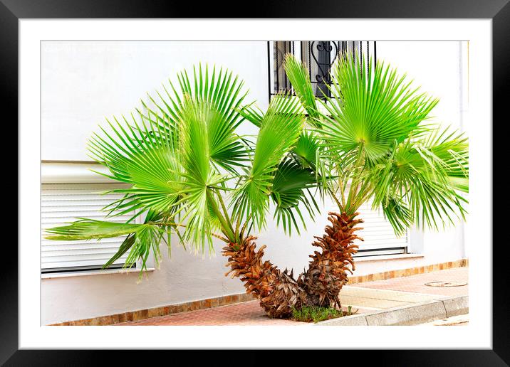 A beautiful, bright green young palm tree grows on a city sidewalk, against a white wall. Framed Mounted Print by Sergii Petruk