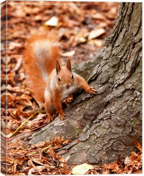 Portrait of a curious orange squirrel peeking from behind the roots of a tree. Canvas Print by Sergii Petruk