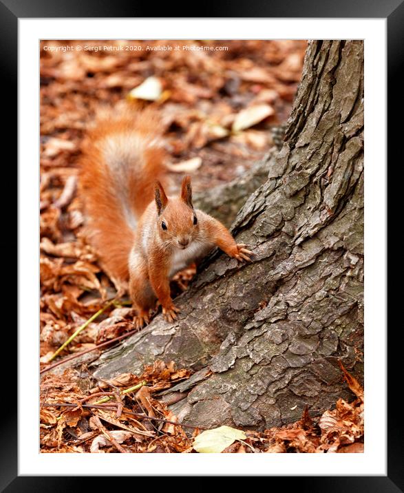 Portrait of a curious orange squirrel peeking from behind the roots of a tree. Framed Mounted Print by Sergii Petruk