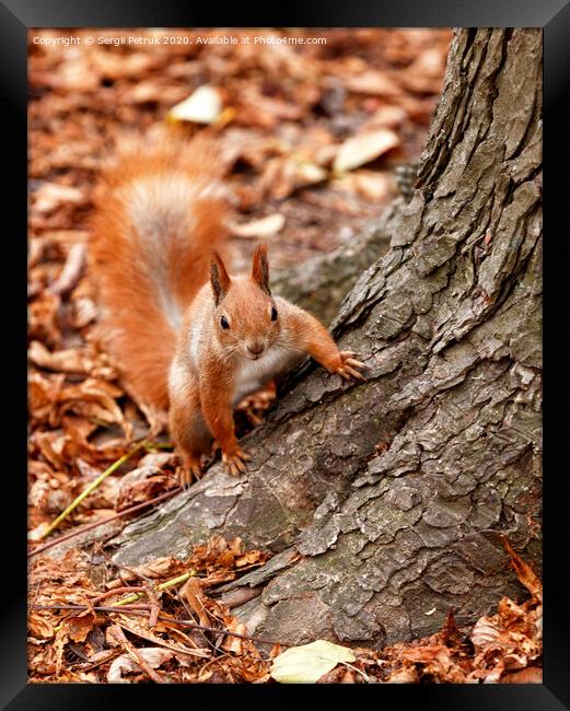 Portrait of a curious orange squirrel peeking from behind the roots of a tree. Framed Print by Sergii Petruk