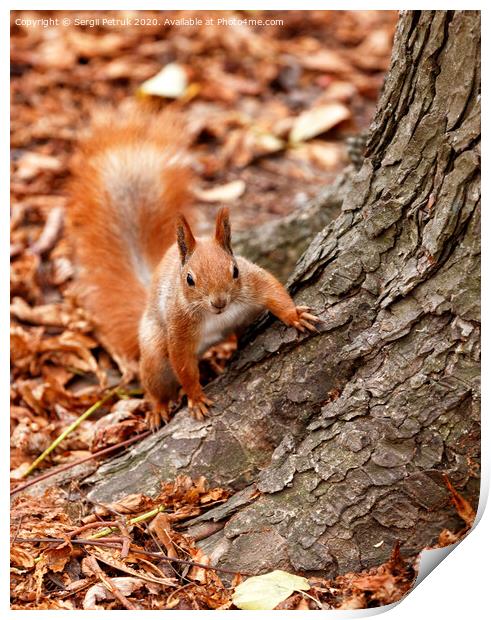 Portrait of a curious orange squirrel peeking from behind the roots of a tree. Print by Sergii Petruk