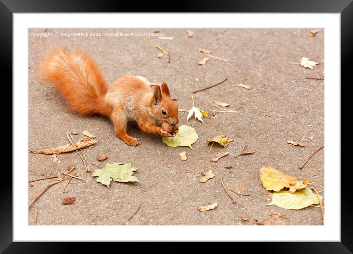 Red squirrel nibbles a walnut in the autumn. Framed Mounted Print by Sergii Petruk