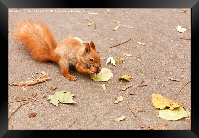 Red squirrel nibbles a walnut in the autumn. Framed Print by Sergii Petruk