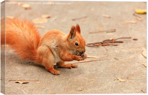 Portrait of an orange squirrel who found a walnut and nibbles it. Canvas Print by Sergii Petruk
