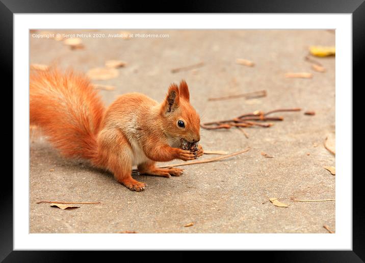 Portrait of an orange squirrel who found a walnut and nibbles it. Framed Mounted Print by Sergii Petruk