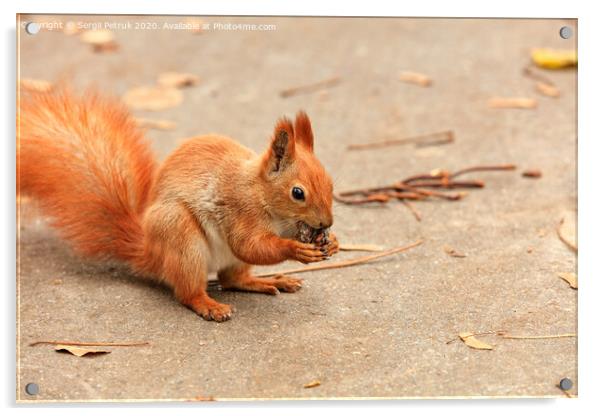 Portrait of an orange squirrel who found a walnut and nibbles it. Acrylic by Sergii Petruk