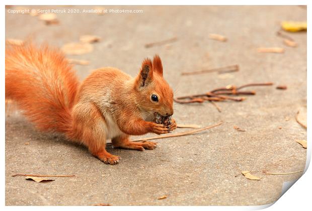 Portrait of an orange squirrel who found a walnut and nibbles it. Print by Sergii Petruk