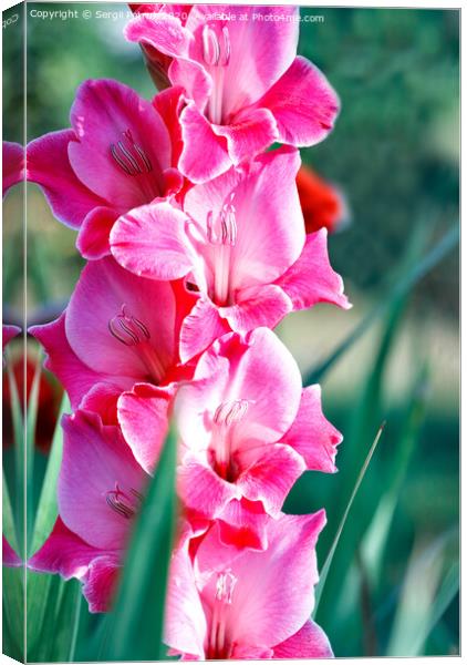 Delicate pink-red nice gladioli blooming in the summer garden, close-up. Canvas Print by Sergii Petruk