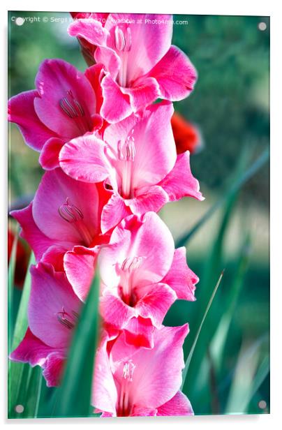 Delicate pink-red nice gladioli blooming in the summer garden, close-up. Acrylic by Sergii Petruk