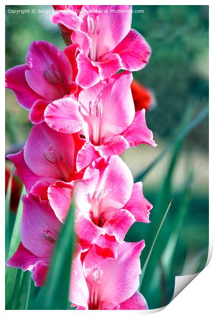 Delicate pink-red nice gladioli blooming in the summer garden, close-up. Print by Sergii Petruk