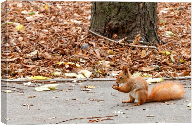 A little orange squirrel holds a nut in its paws, sitting on an asphalt path in an autumn park. Canvas Print by Sergii Petruk