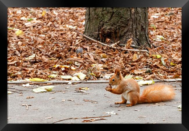 A little orange squirrel holds a nut in its paws, sitting on an asphalt path in an autumn park. Framed Print by Sergii Petruk