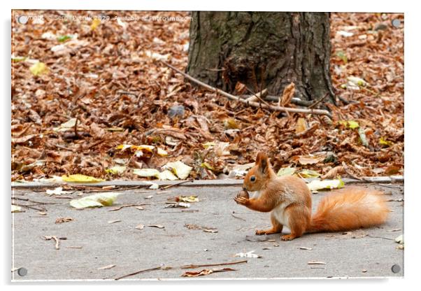 A little orange squirrel holds a nut in its paws, sitting on an asphalt path in an autumn park. Acrylic by Sergii Petruk
