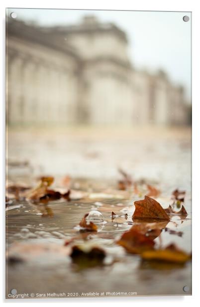 Autumn leaves in a puddle Acrylic by Sara Melhuish