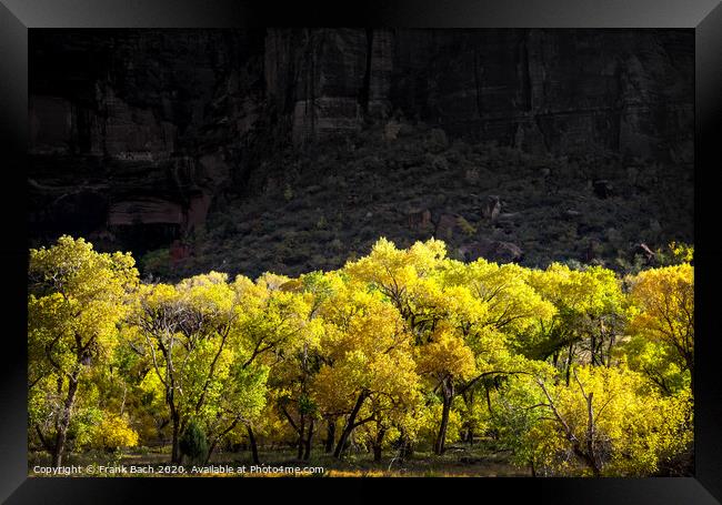 Autumn leaves in Zion National Park, Utah Framed Print by Frank Bach