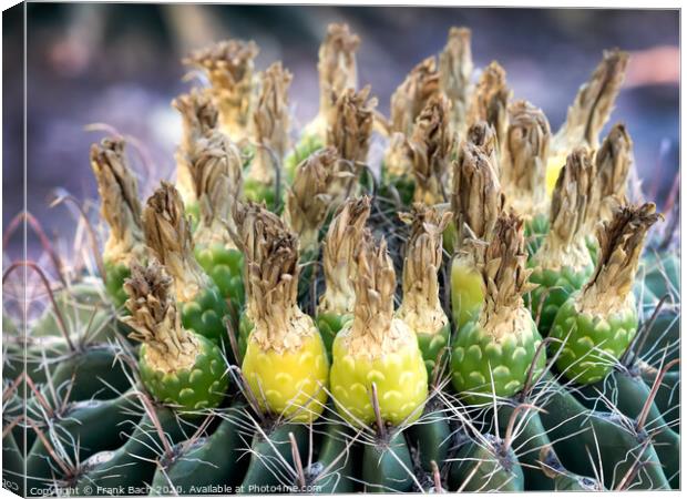 Ferocactus with fruits from Phoenix, Arizona Canvas Print by Frank Bach