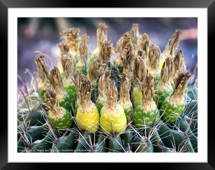 Ferocactus with fruits from Phoenix, Arizona Framed Mounted Print by Frank Bach