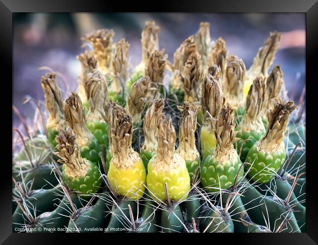Ferocactus with fruits from Phoenix, Arizona Framed Print by Frank Bach