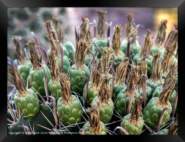 Ferocactus with fruits from Phoenix, Arizona Framed Print by Frank Bach