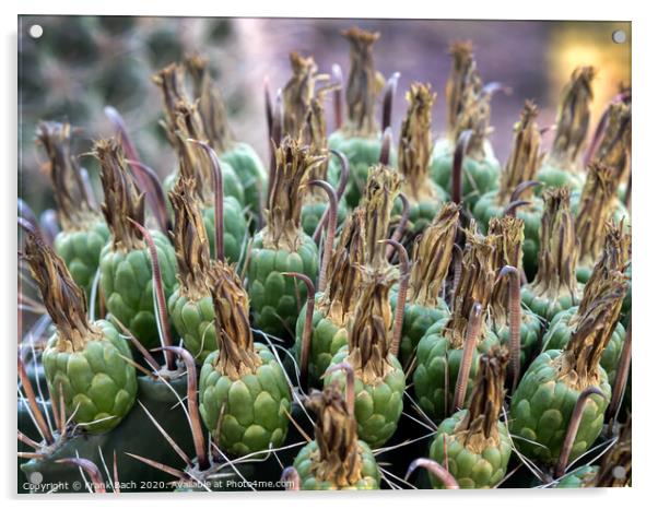 Ferocactus with fruits from Phoenix, Arizona Acrylic by Frank Bach