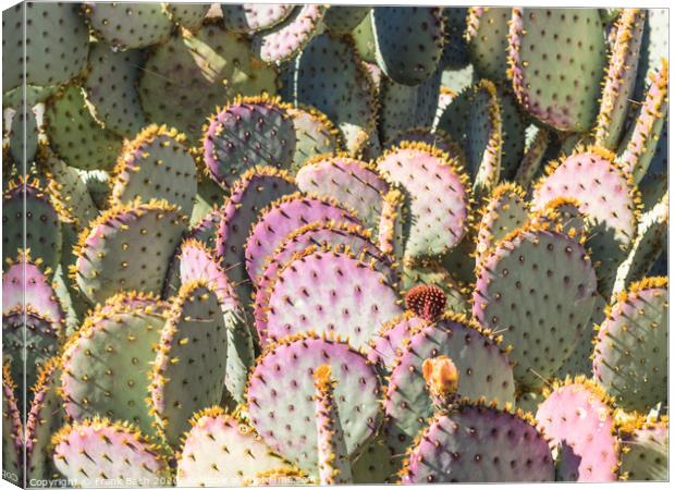 Opuntia cacti with buds and spines Canvas Print by Frank Bach