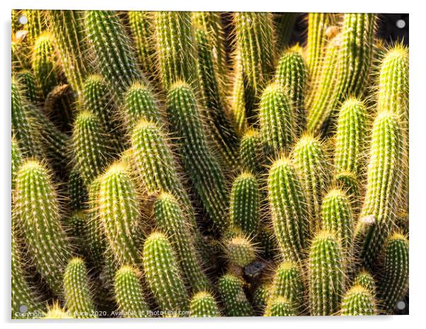 Hedgehog barrel cacti in a bunch Acrylic by Frank Bach