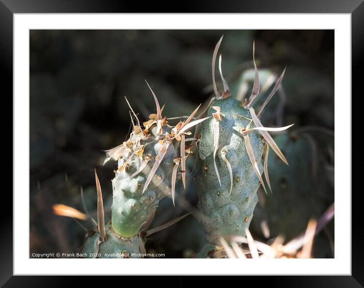 Tephrocatus on a very hot day Framed Mounted Print by Frank Bach