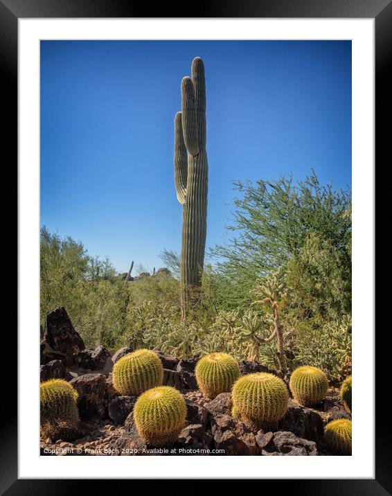 Saguaro and Echinocatus Grusonii on a hot day Framed Mounted Print by Frank Bach