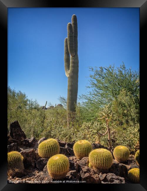 Saguaro and Echinocatus Grusonii on a hot day Framed Print by Frank Bach