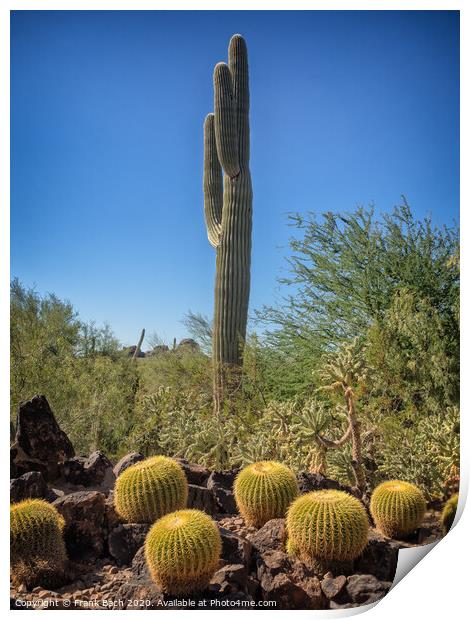Saguaro and Echinocatus Grusonii on a hot day Print by Frank Bach