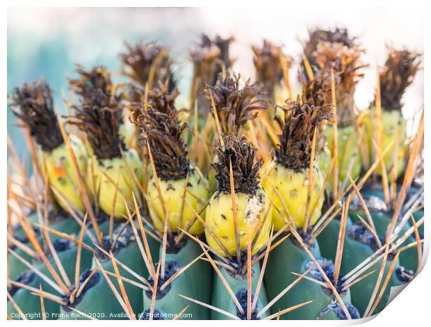 Ferocactus with fruits from Phoenix, Arizona Print by Frank Bach