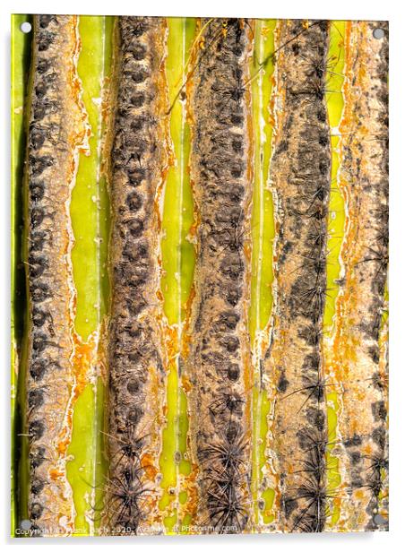 Close up of a Saguaro stem Acrylic by Frank Bach