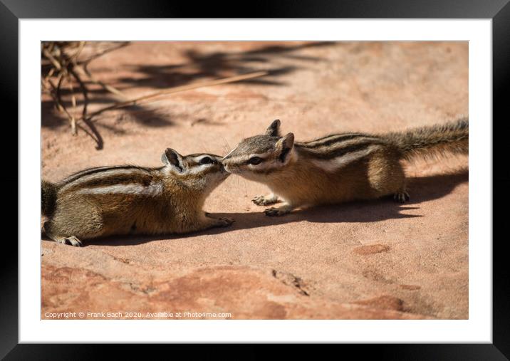 Two chipmunks in free nature Framed Mounted Print by Frank Bach